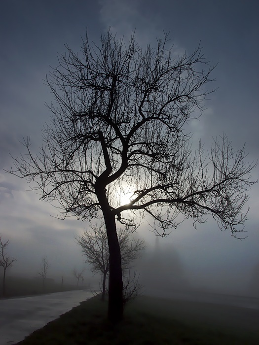 Baum im Nebel