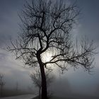 Baum im Nebel