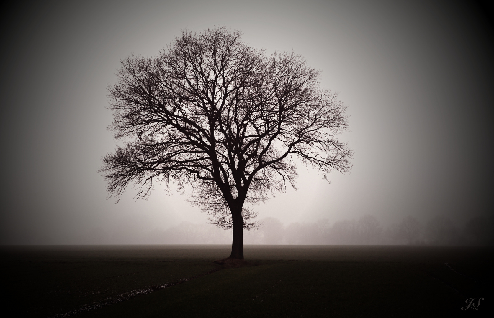 Baum im Nebel