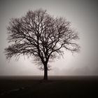 Baum im Nebel