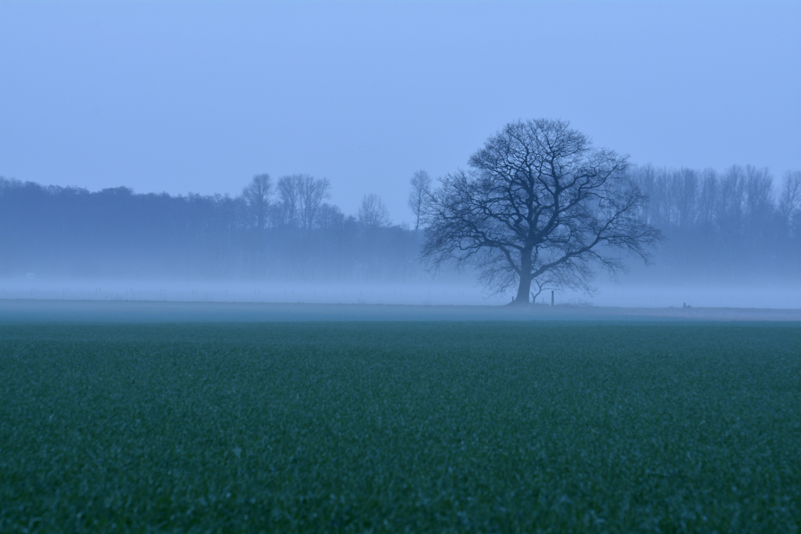 Baum im Nebel