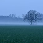 Baum im Nebel