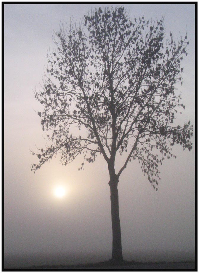 Baum im Nebel