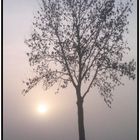 Baum im Nebel