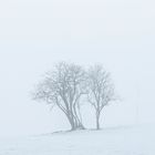 Baum im Nebel