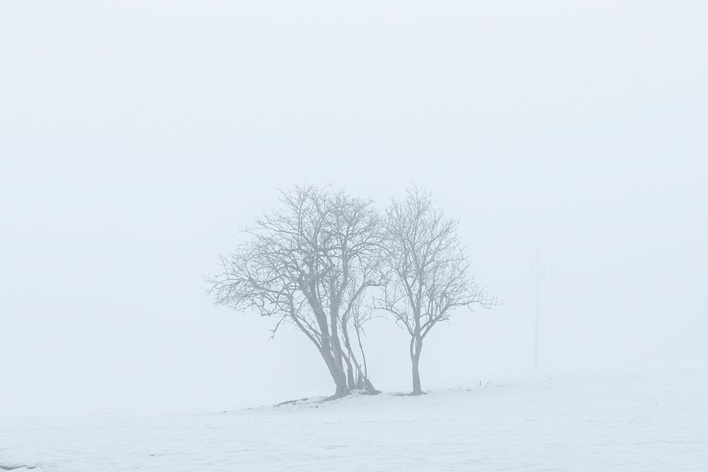 Baum im Nebel