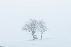 Baum im Nebel