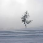 Baum im Nebel