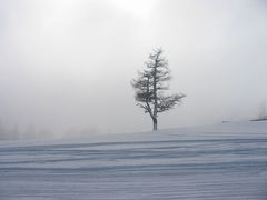 Baum im Nebel