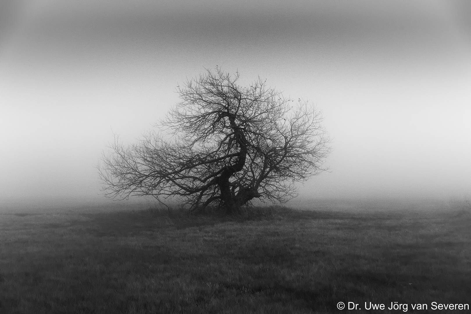 Baum im Nebel