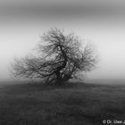 Baum im Nebel