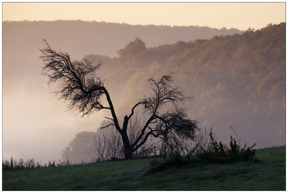 Baum im Nebel