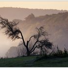 Baum im Nebel