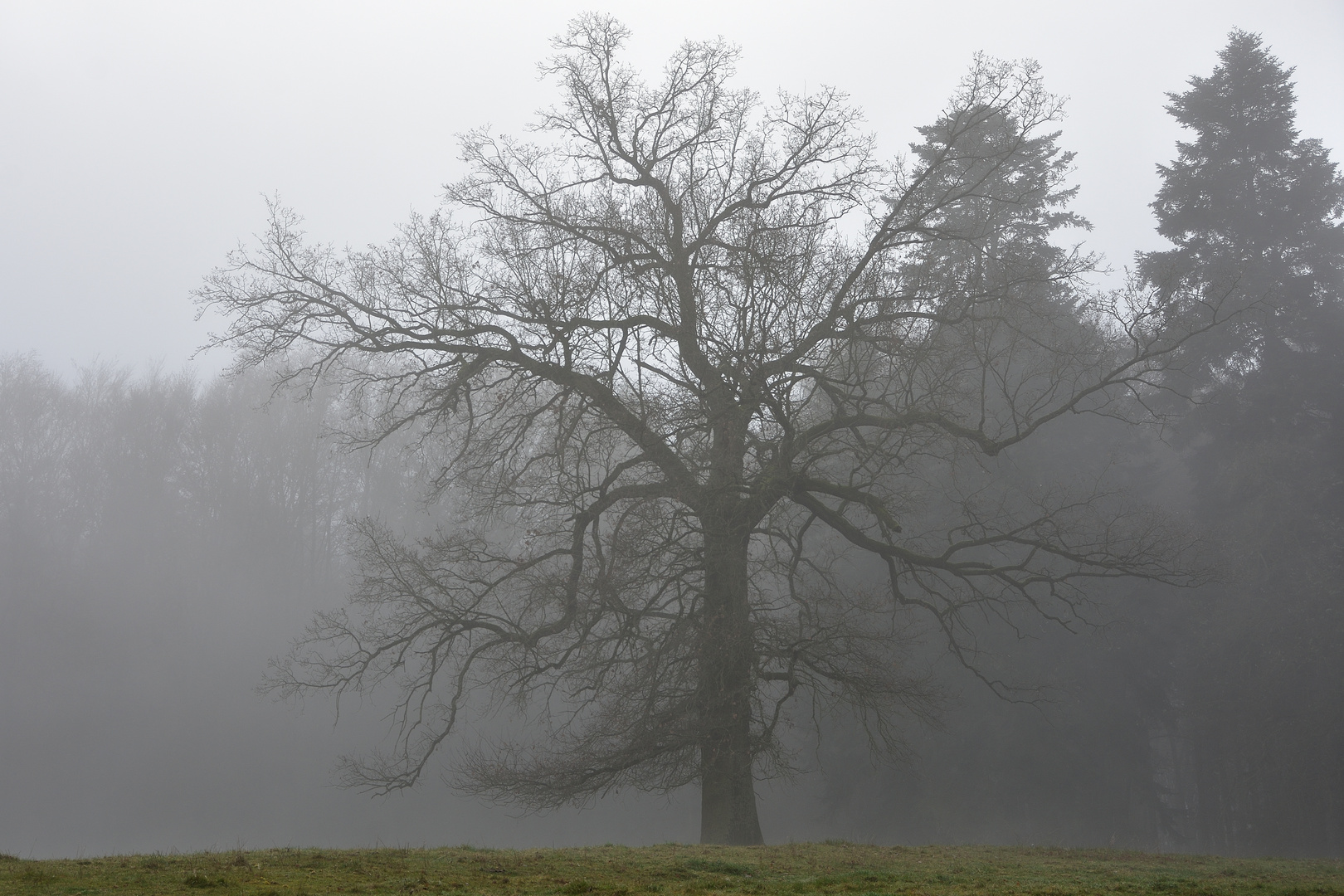 Baum im Nebel freigestellt.