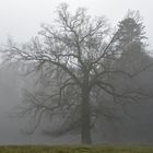 Baum im Nebel freigestellt.