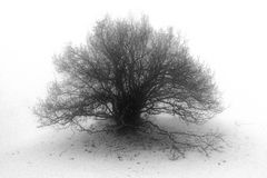 Baum im Nebel (genialer Titel!)