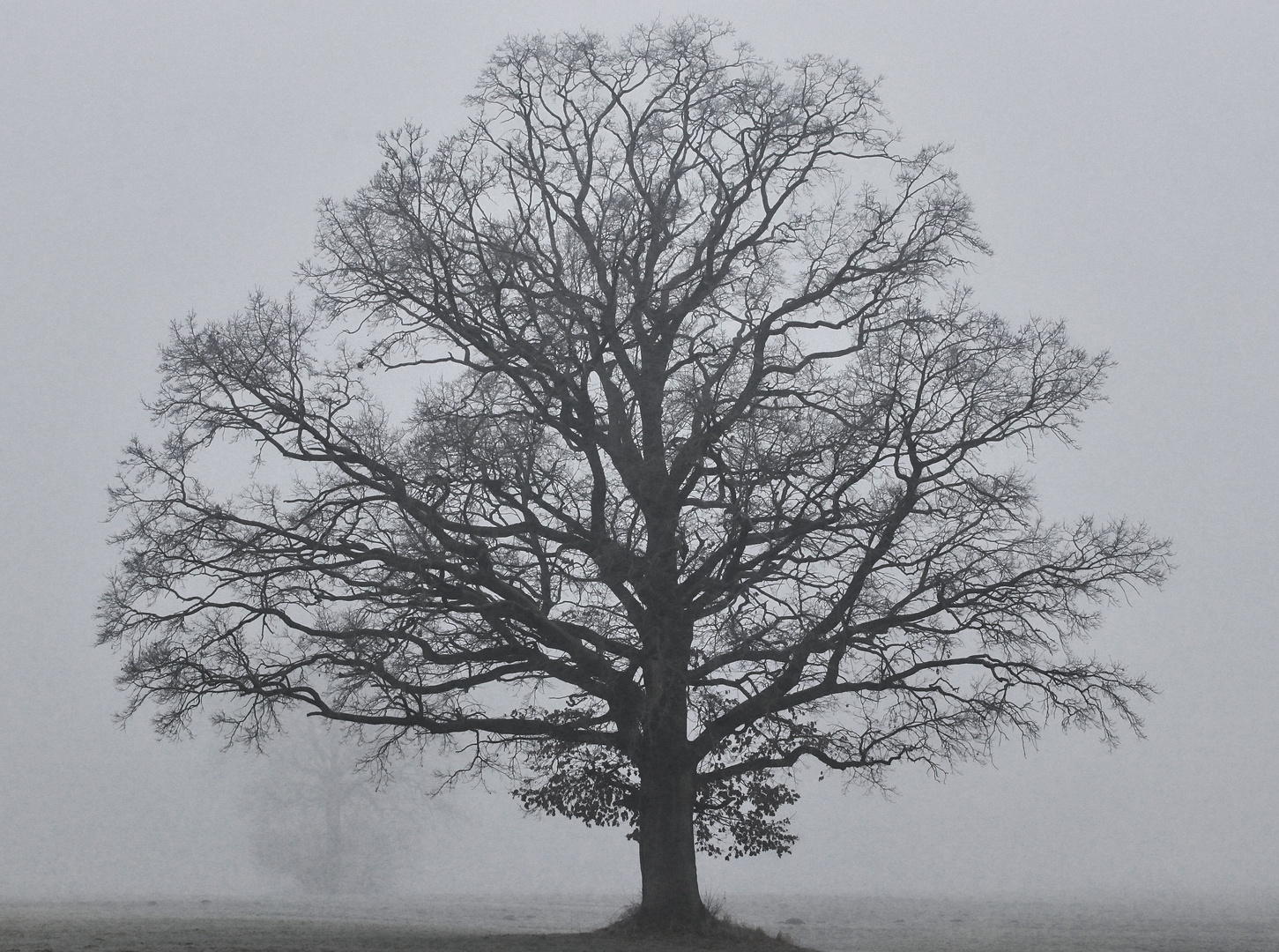 Baum im Nebel im Mangfalltal