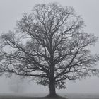 Baum im Nebel im Mangfalltal