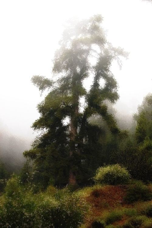 Baum im Nebel in Öl