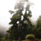 Baum im Nebel in Öl