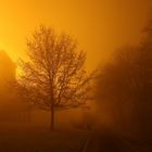 Baum im Nebel -Licht