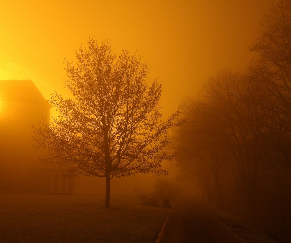 Baum im Nebel -Licht