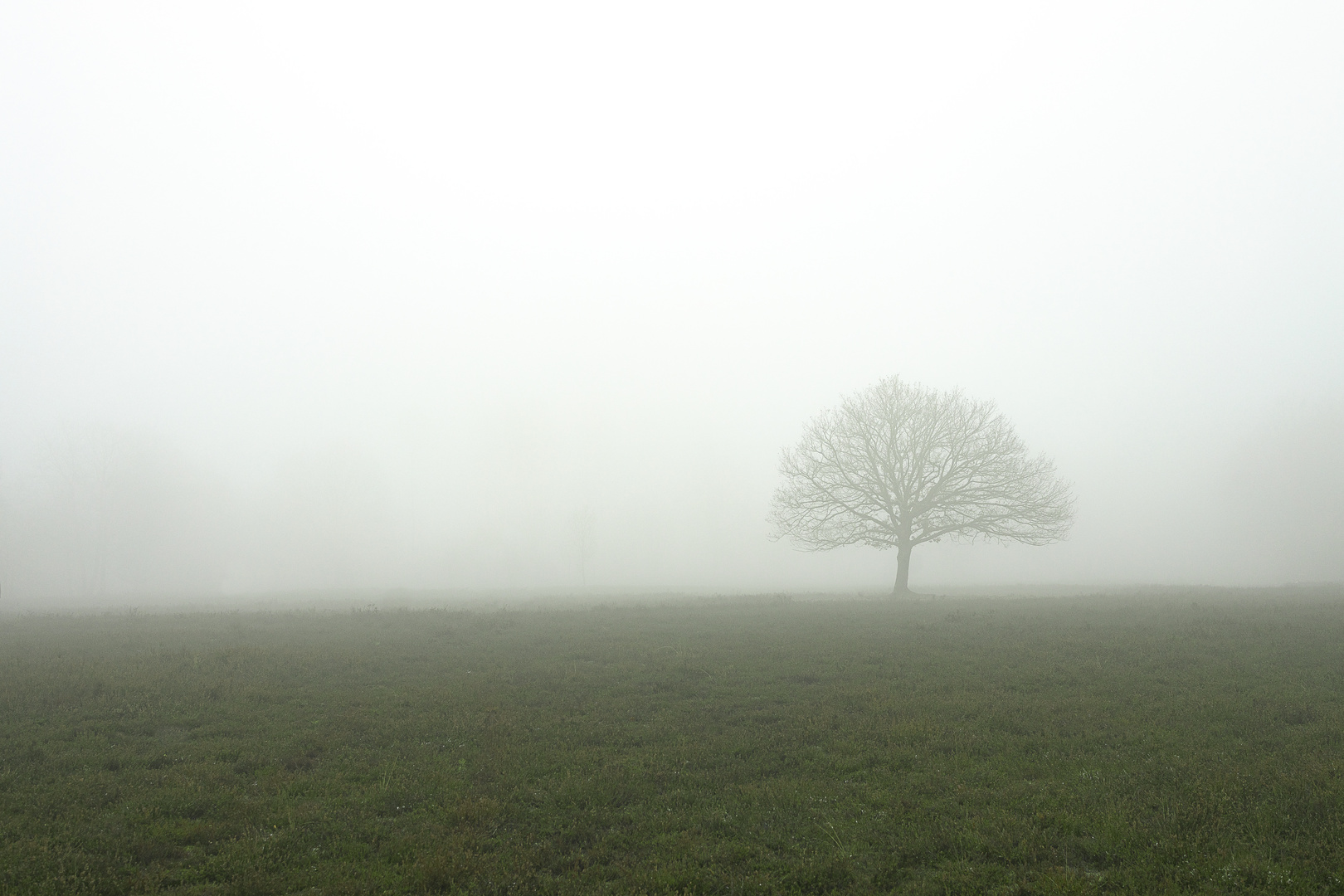 Baum im Nebel - Reduktion