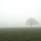 Baum im Nebel - Reduktion