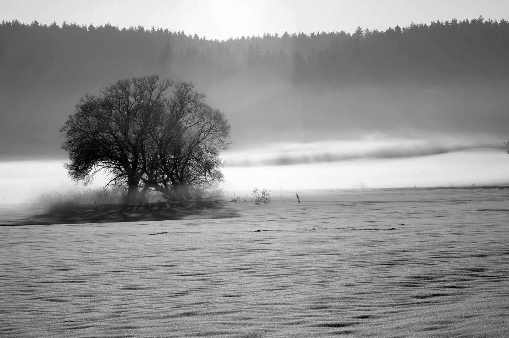 Baum im Nebel SW