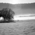 Baum im Nebel SW