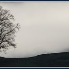 Baum im Nebel SW