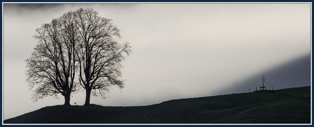 Baum im Nebel SW