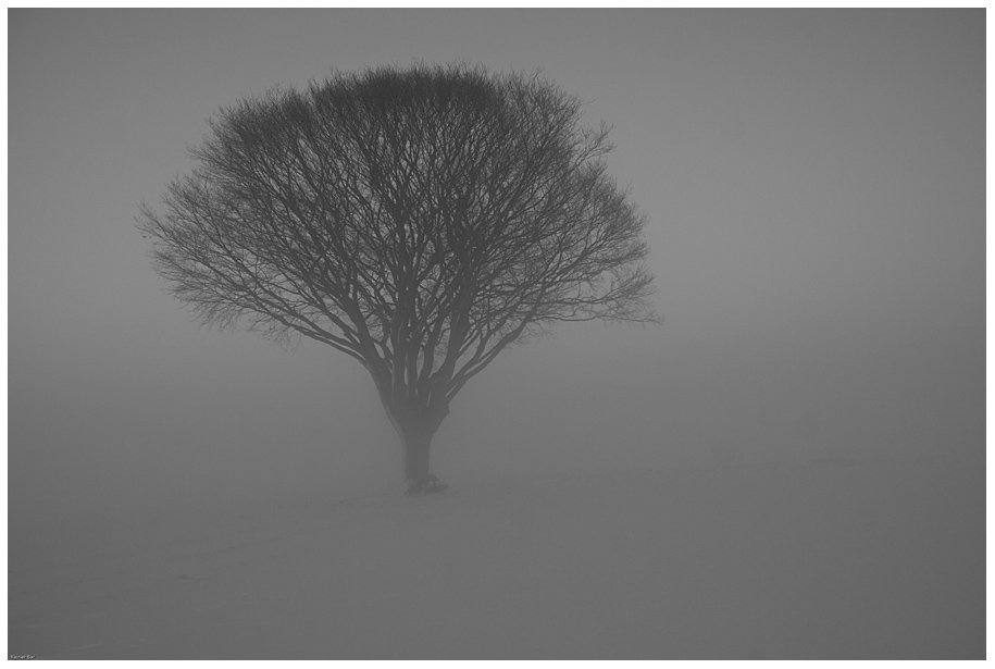 Baum im Nebel (SW)