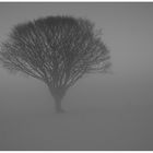 Baum im Nebel (SW)