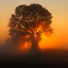 Baum im Nebel und Sonnenaufgang