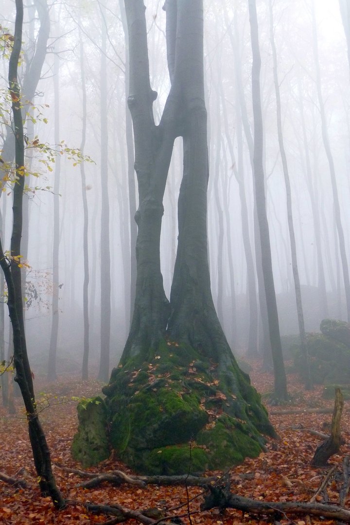 Baum im Nebel,Ith