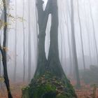 Baum im Nebel,Ith