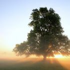 Baum im Nebelland