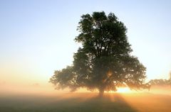 Baum im Nebelland