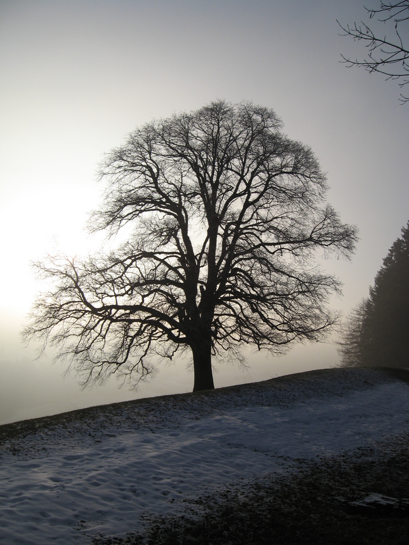 Baum im Nebelmeer