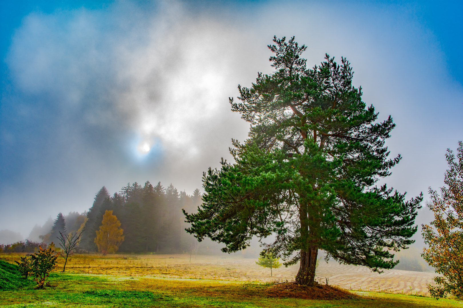 Baum im Nebelschein