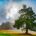 Baum im Nebelschein