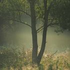 Baum im nebligen Morgenlicht