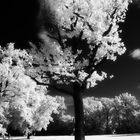 Baum im Neuen Garten