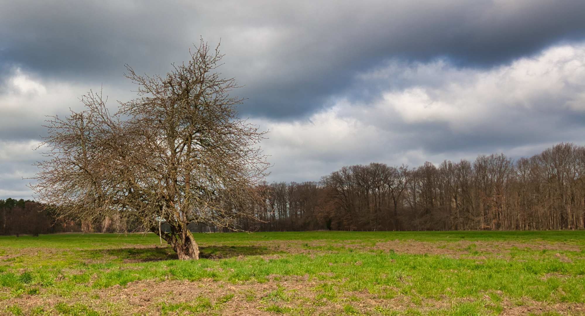 Baum im Neuland