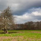 Baum im Neuland