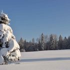 Baum im Neuschnee