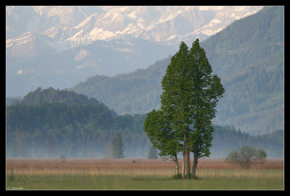 Baum im Niedermoor