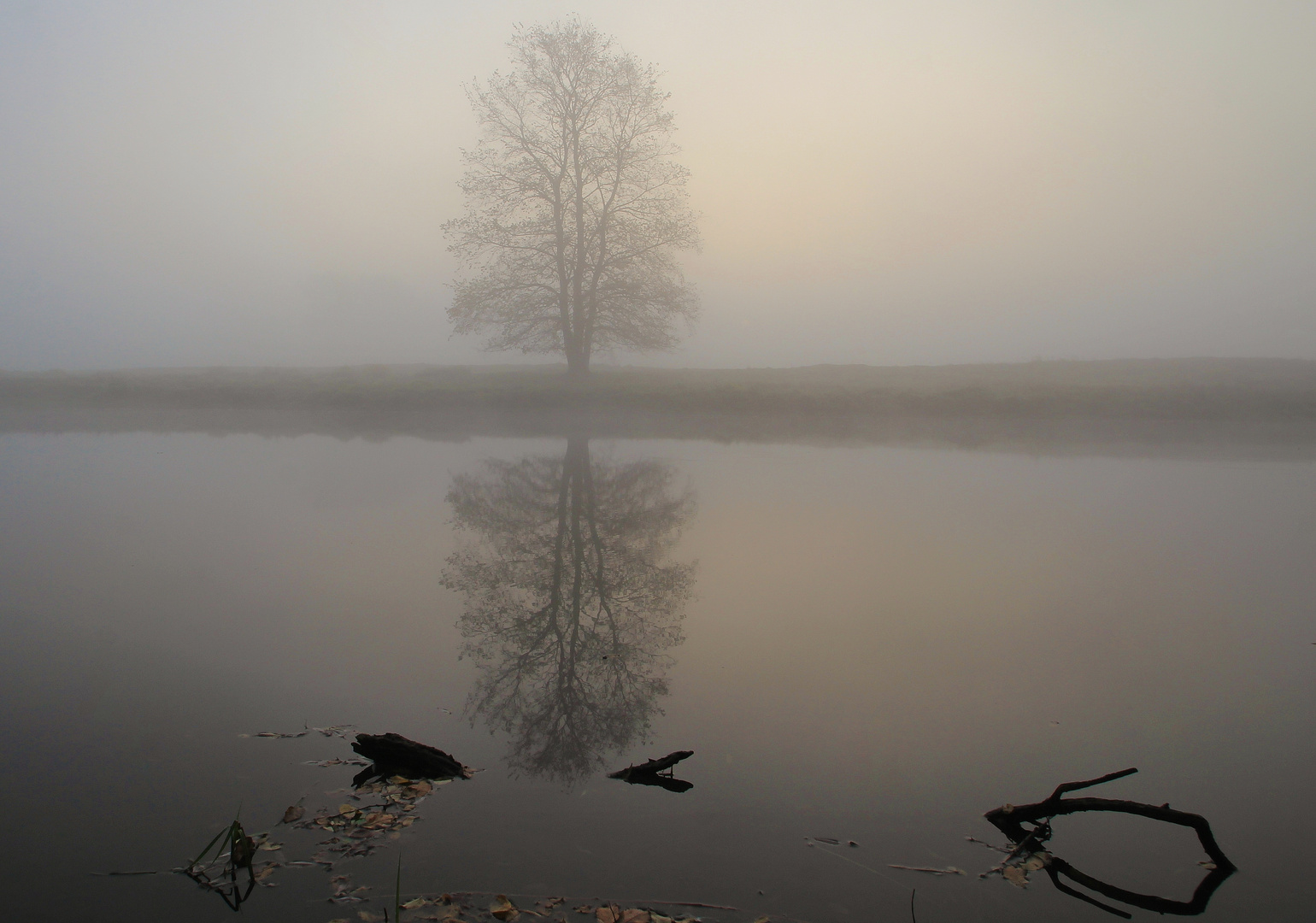 Baum im Niemandsland