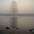 Baum im Niemandsland